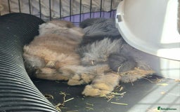 Mini Lop rabbits for sale: Mini lop pair - Image 3