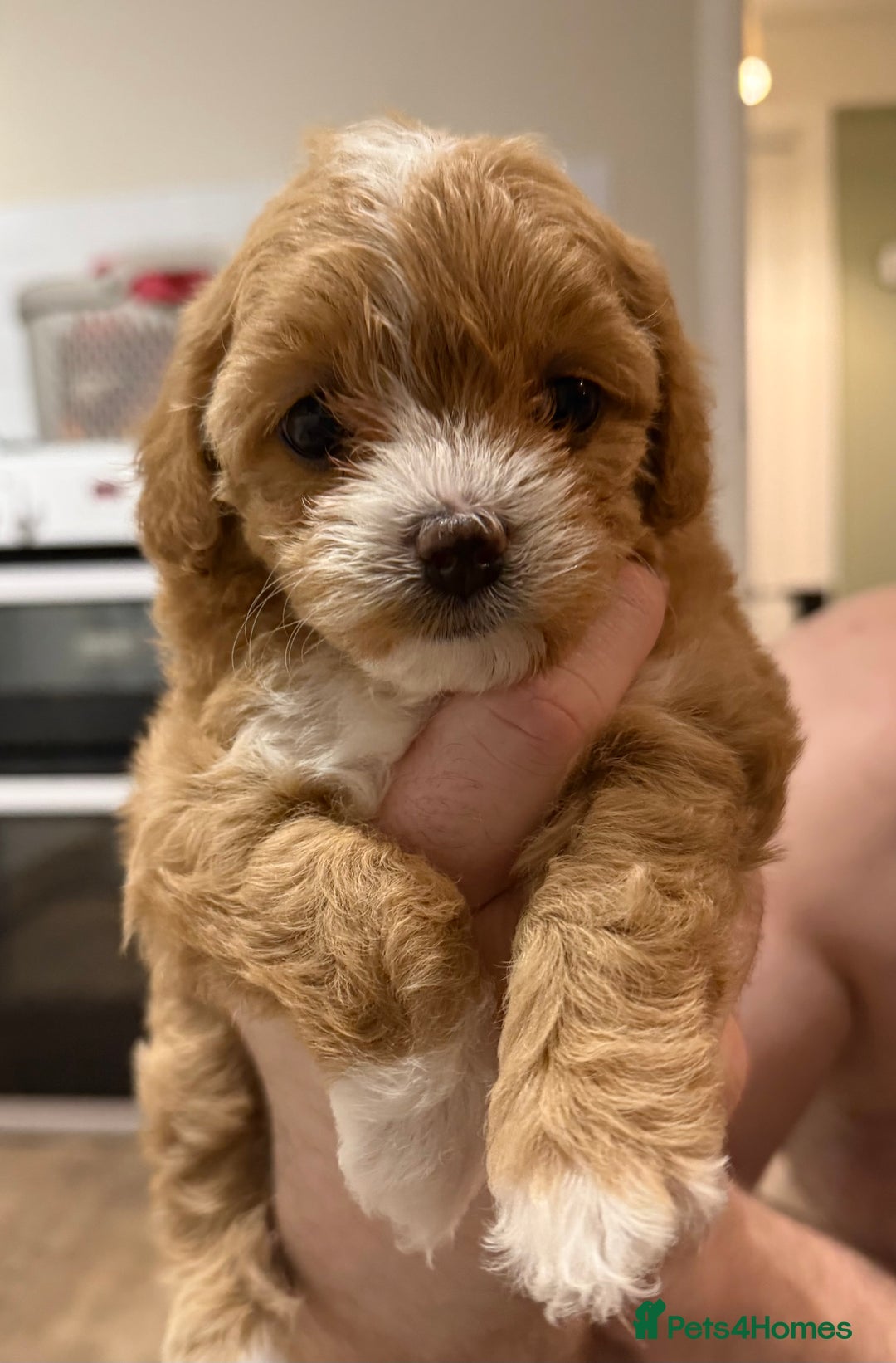 Maltipoo dogs for sale: Beautiful tiny F1 Asian Maltipoo puppies  - Advert 3