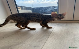Bengal cats for sale: Beautiful girl bengal - Image 2