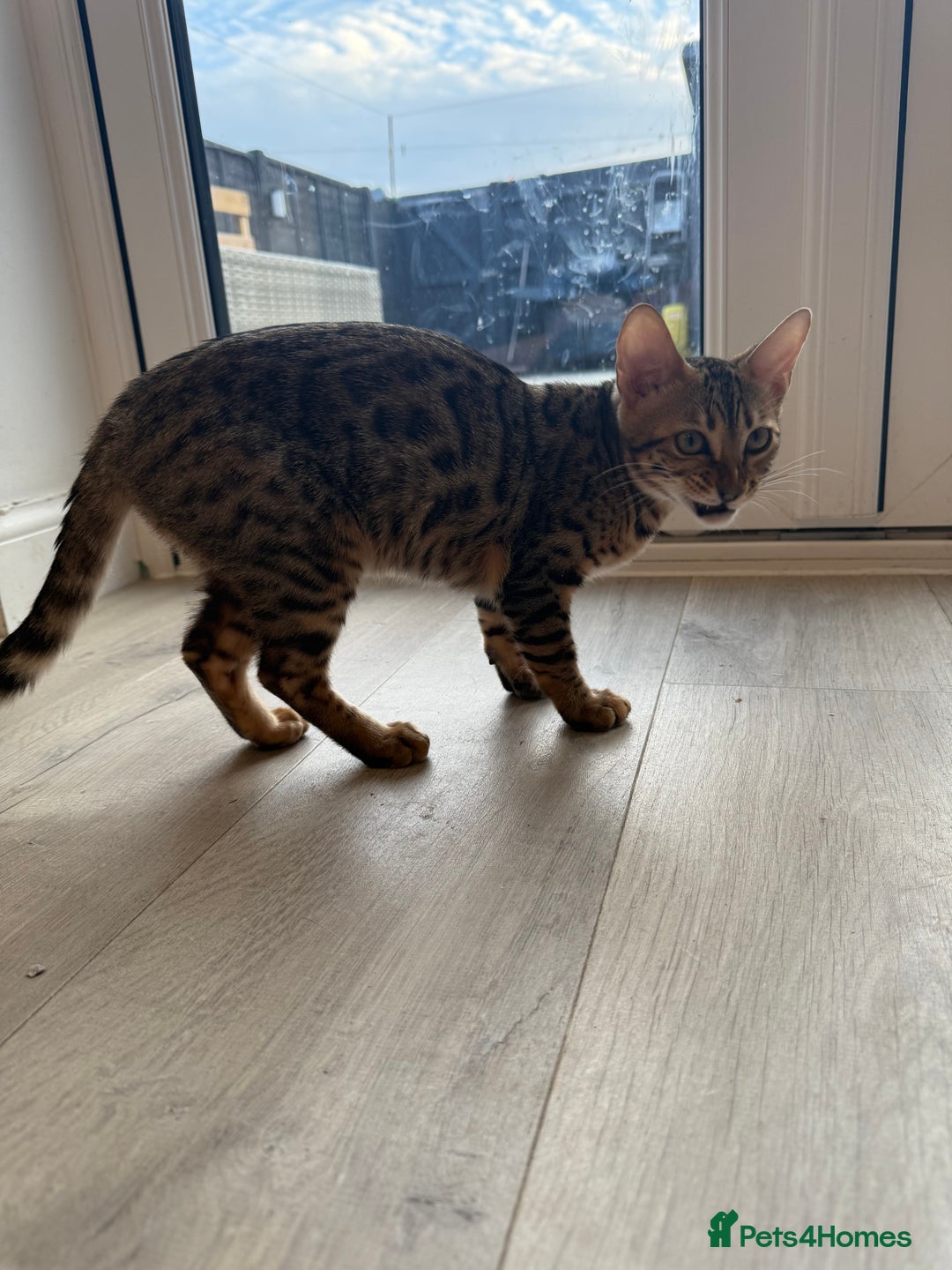 Bengal cats for sale: Beautiful girl bengal - Image 2