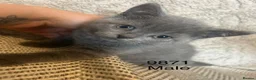 British Shorthair cats for sale: Beautiful British Blue Shorthair *READY NOW* - Advert 6
