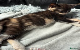 Savannah cats for sale: 3 beautiful kittens  - Image 15