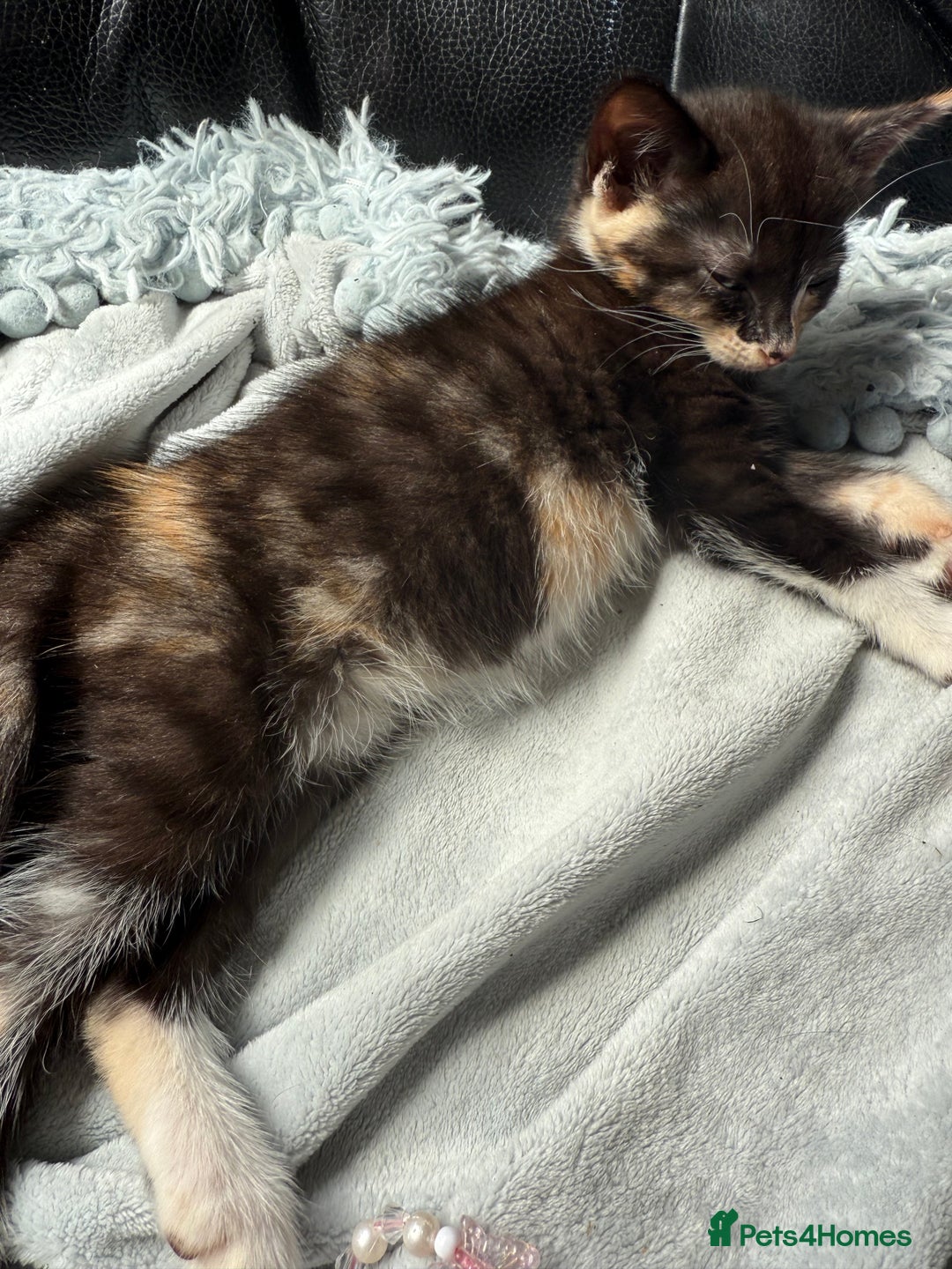 Savannah cats for sale: 3 beautiful kittens  - Image 15