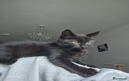 Mixed Breed cats for sale: Mid & long hair black kittens - Image 8