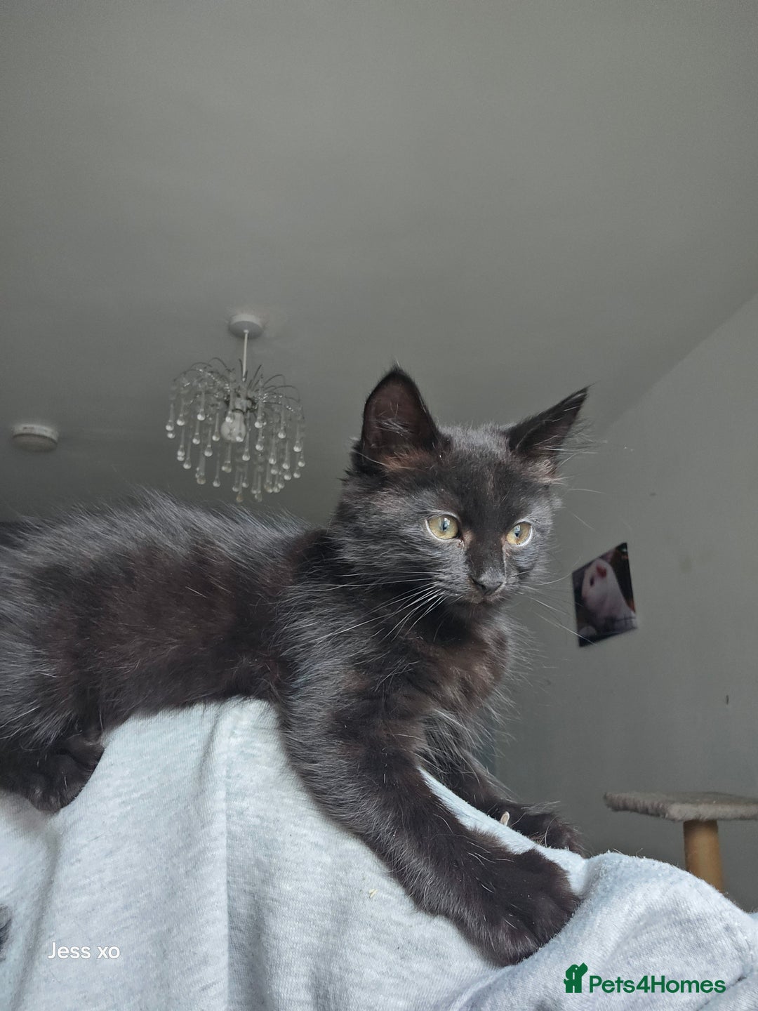 Mixed Breed cats for sale: Mid & long hair black kittens - Image 8