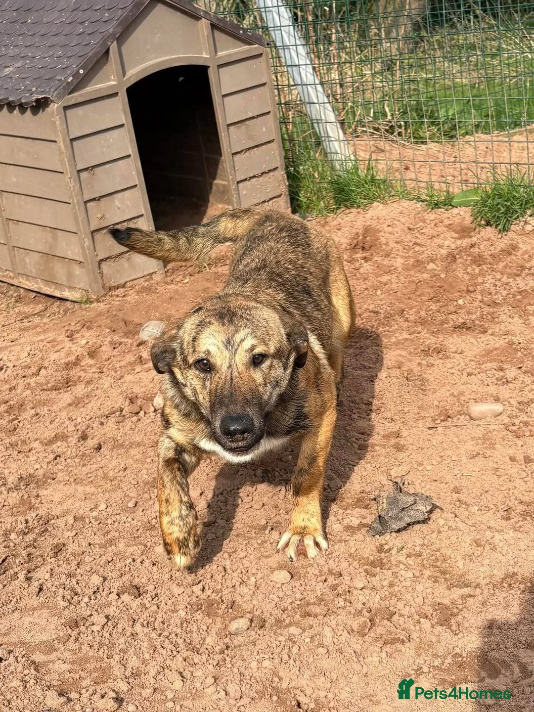 Mixed Breed dogs for adoption: Meet Finn, currently residing in Cheshire  in Nantwich - Advert 10