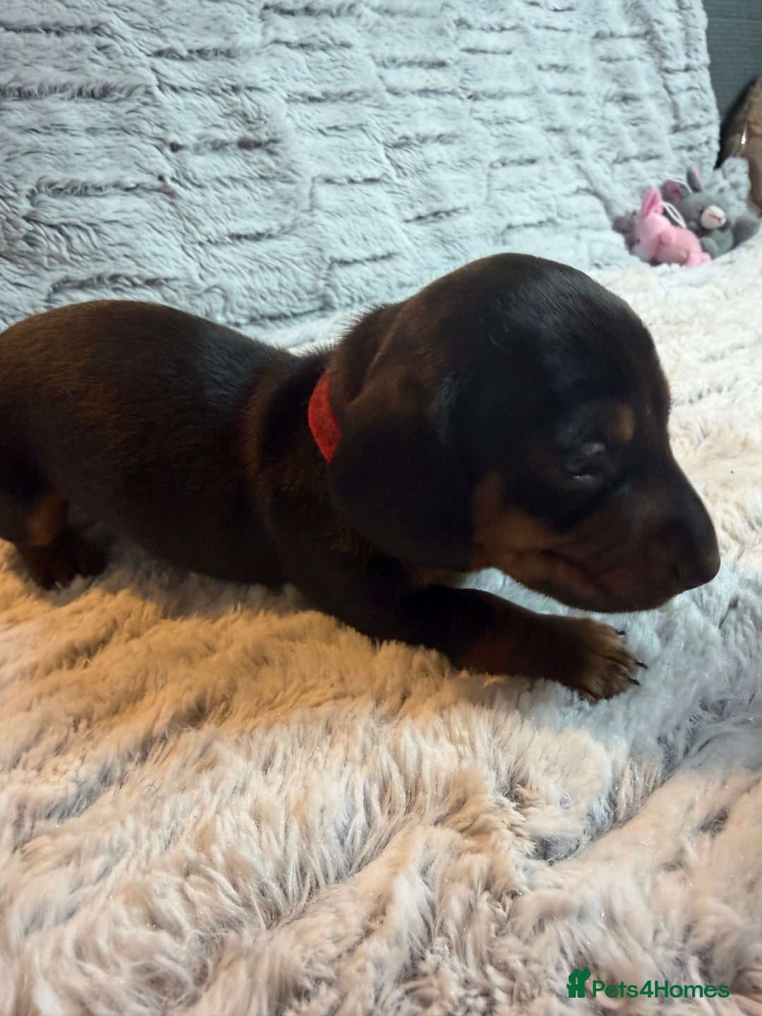 Dachshund dogs for sale: 6 Absolutely stunning dachshund  puppies for sale - Advert 35