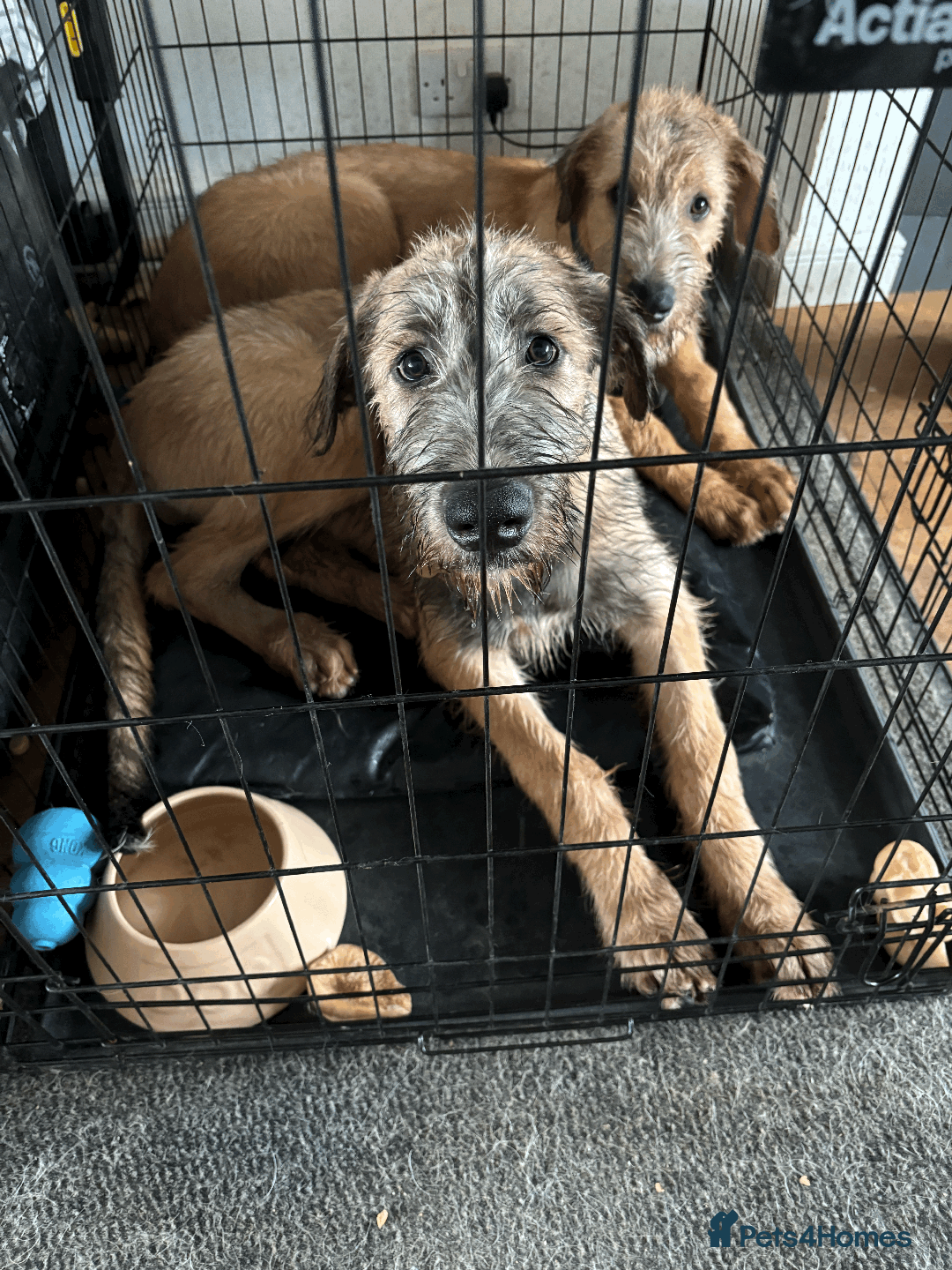 Irish Wolfhound dogs for sale: S Eccleston  - Image 2