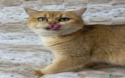 British Shorthair cats for sale: Stunning & affectionate BSH Golden girl - Image 5