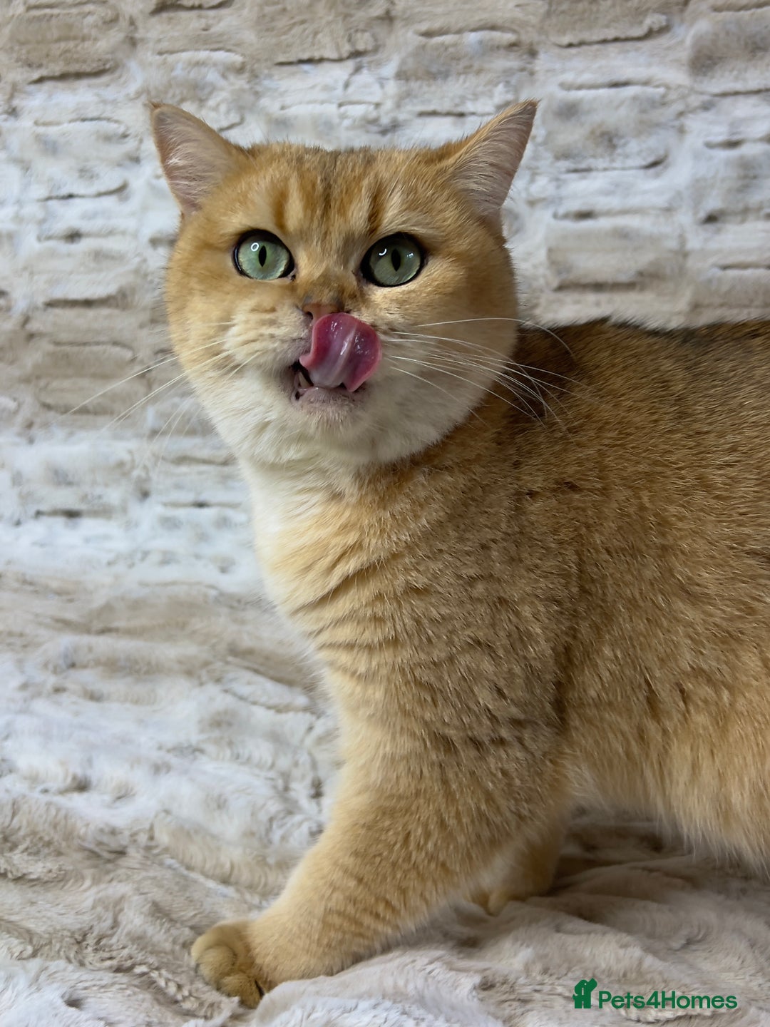 British Shorthair cats for sale: Stunning & affectionate BSH Golden girl - Image 5