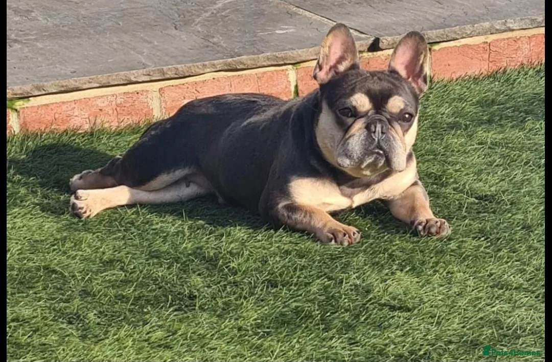 French Bulldog dogs for sale: New shade Isabella tan boy 16 months opd - Advert 2