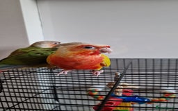 Conures birds for sale: Beautiful fully hand reared conure baby's  - Image 9