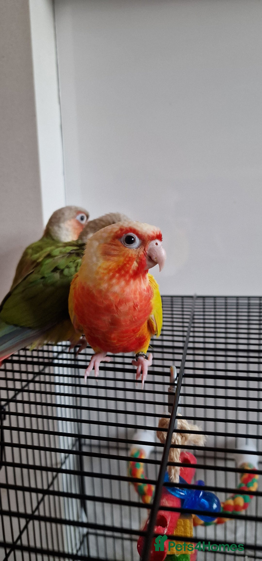 Conures birds for sale: Beautiful fully hand reared conure baby's  - Image 9