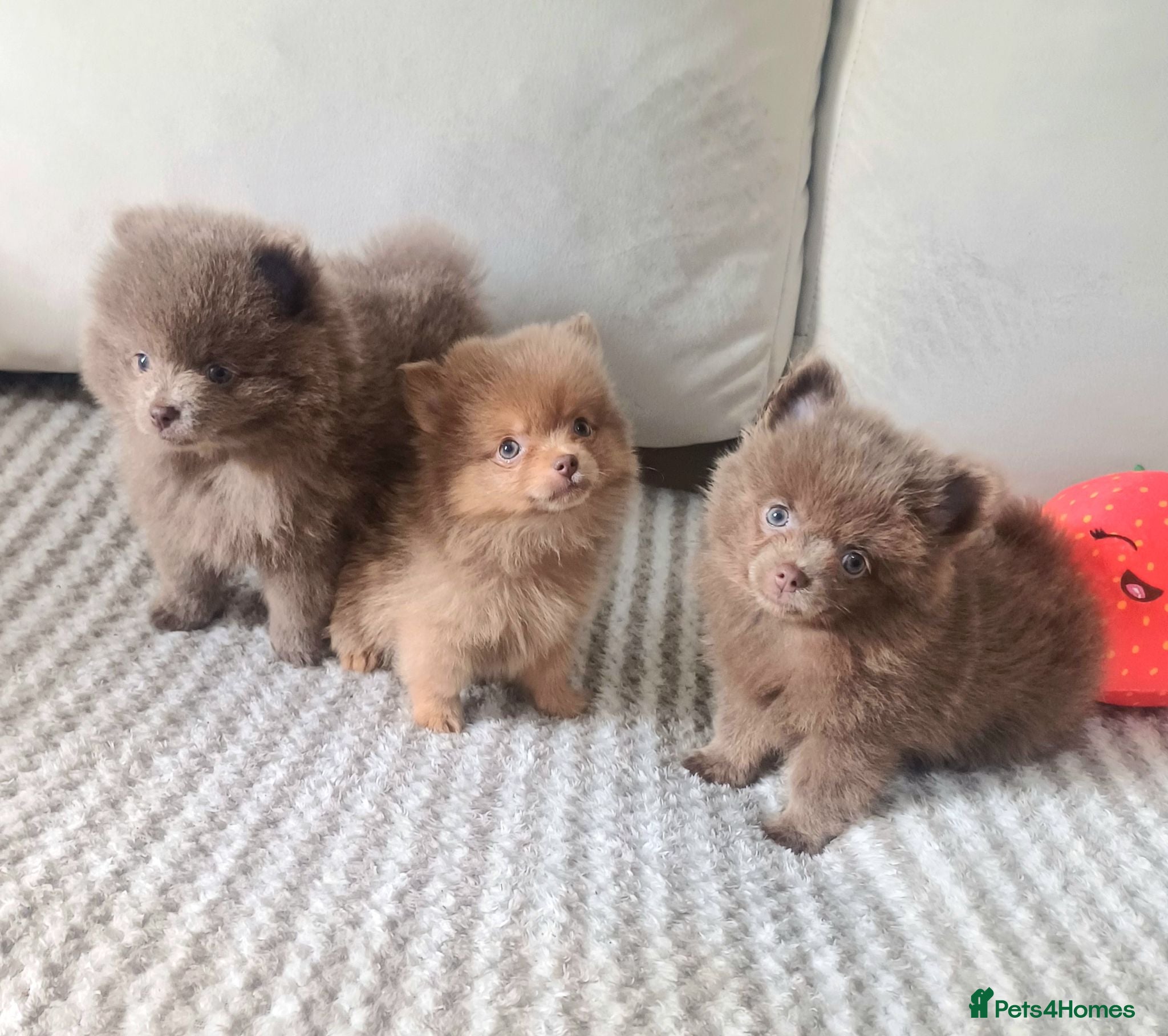 Pomeranian dogs Amazing Tiny lilac pomeranian girls  - Advert 7