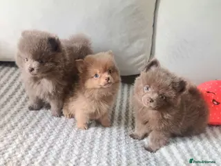 Pomeranian dogs Amazing Tiny lilac pomeranian girls - Advert 2