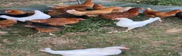 Chickens poultry for sale: 17 weeks old point of lay hens for sale  in London - Advert 5