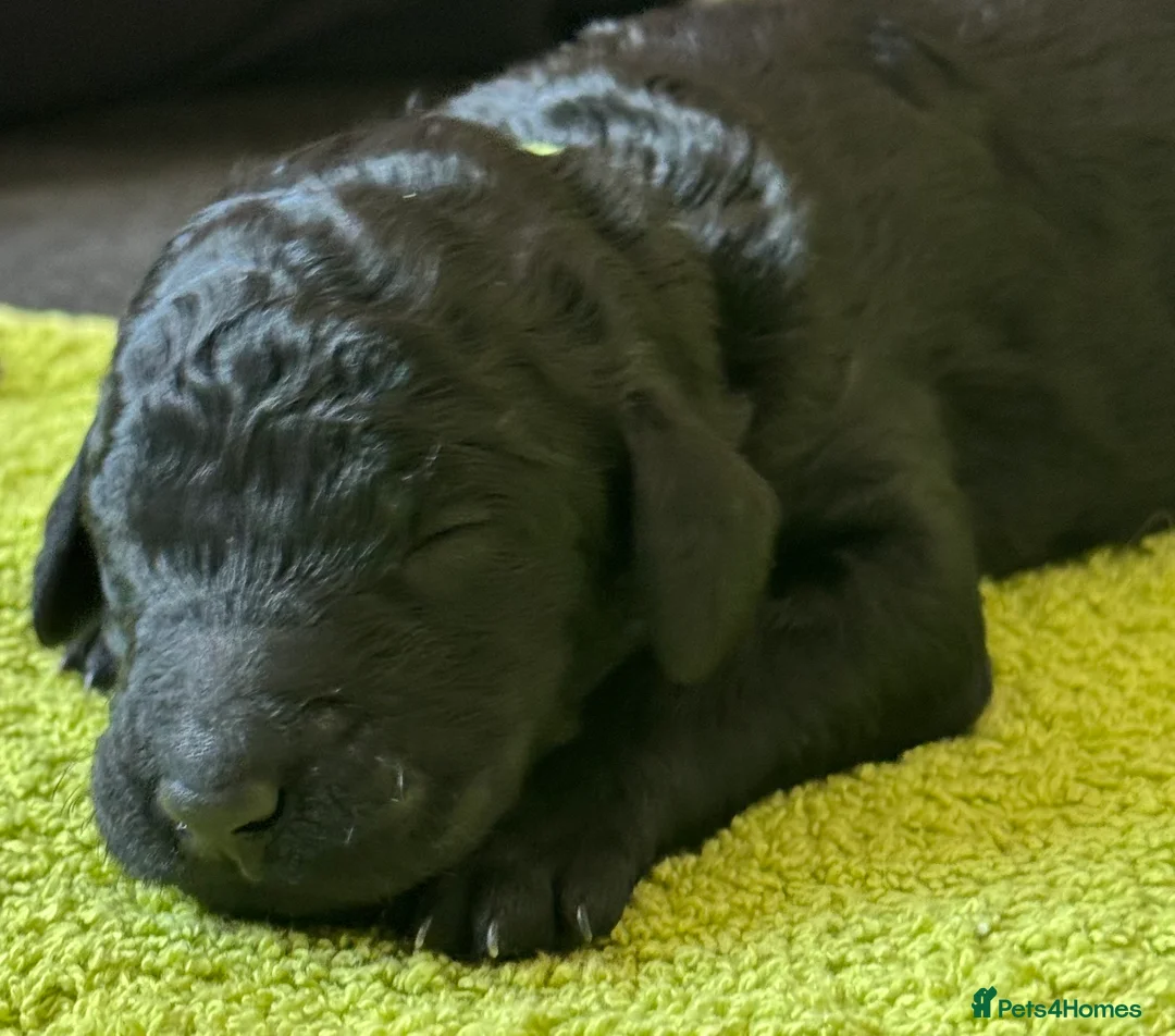 Standard Poodle dogs for sale: Reduced price£1800 Wonderful standard poodle pup’s - Advert 28