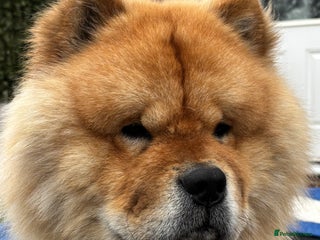 Chow Chow dogs - Advert 11