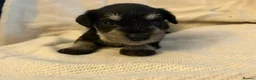 Miniature Schnauzer dogs for sale: 6 beautiful mini schnauzer for sale  - Advert 10