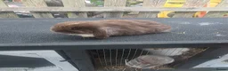 Mini Lop rabbits for sale: Mini lops  - Advert 2