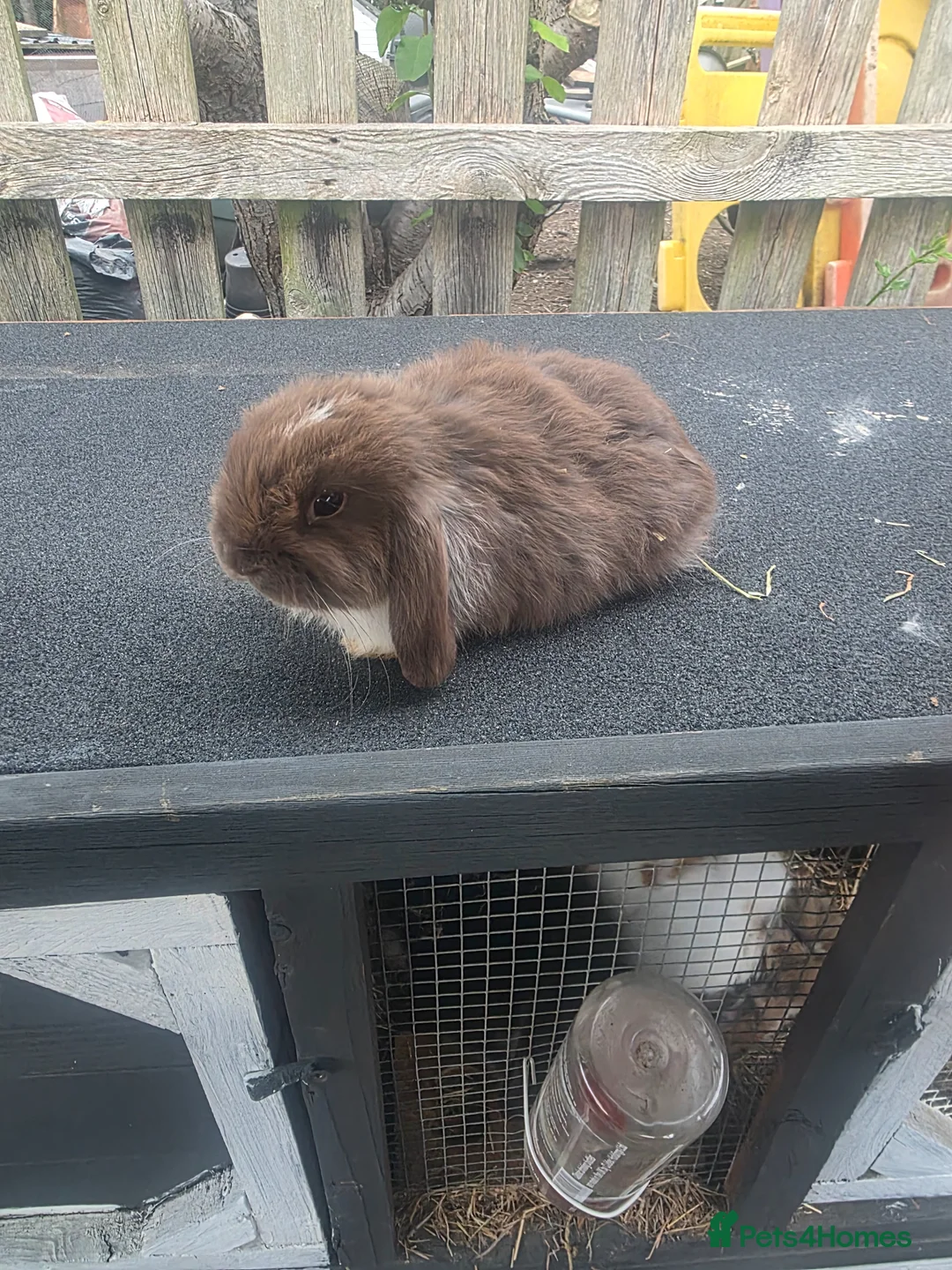 Mini Lop rabbits for sale: Mini lops  - Advert 2