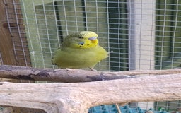 Budgerigars birds for sale: Young budgies, easily tamed - Image 2