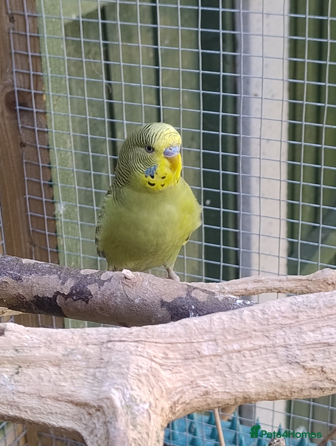 Budgerigars birds for sale: Young budgies, easily tamed - Image 2