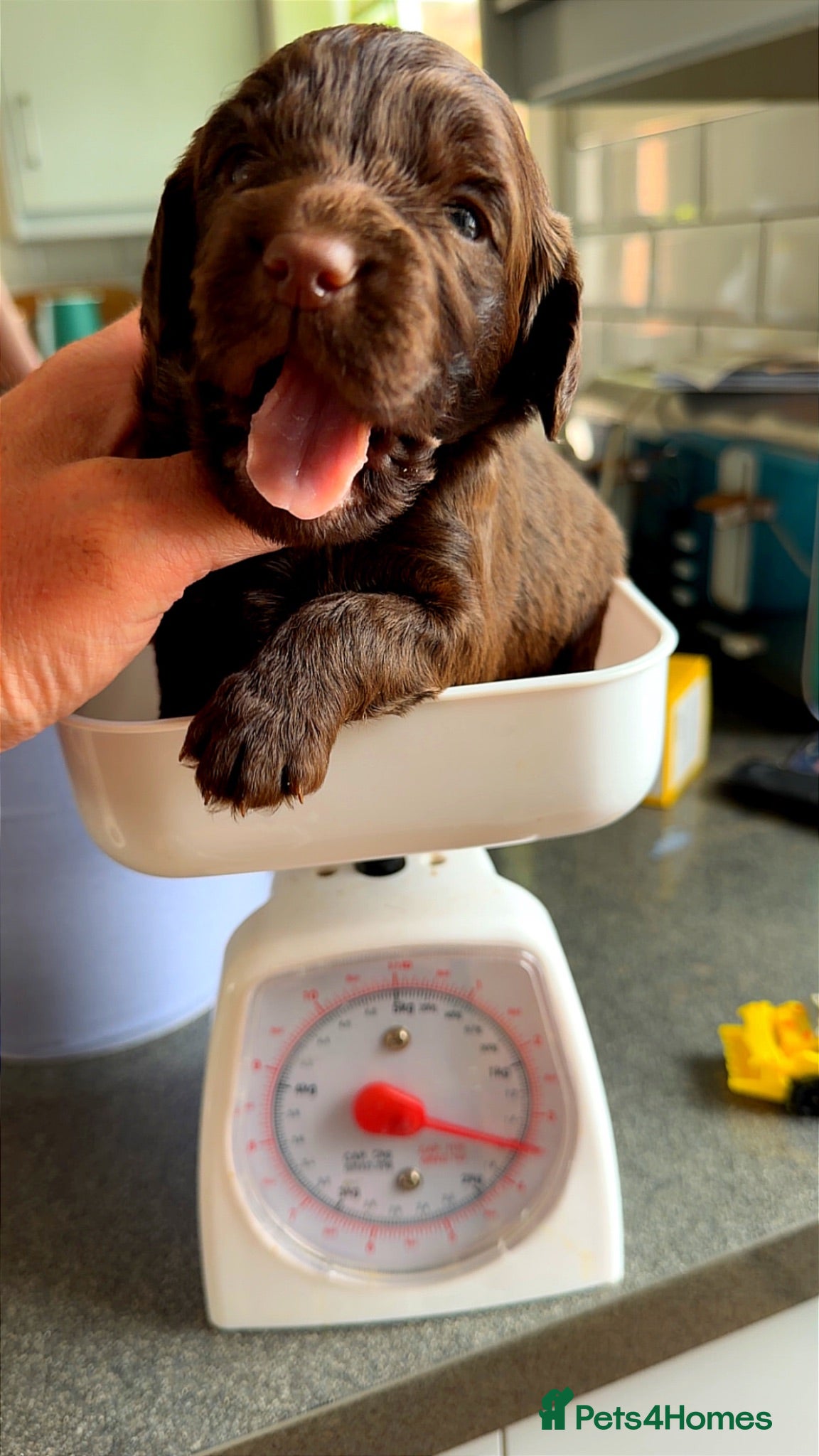 Sprocker dogs Health tested sprockers  - Advert 1