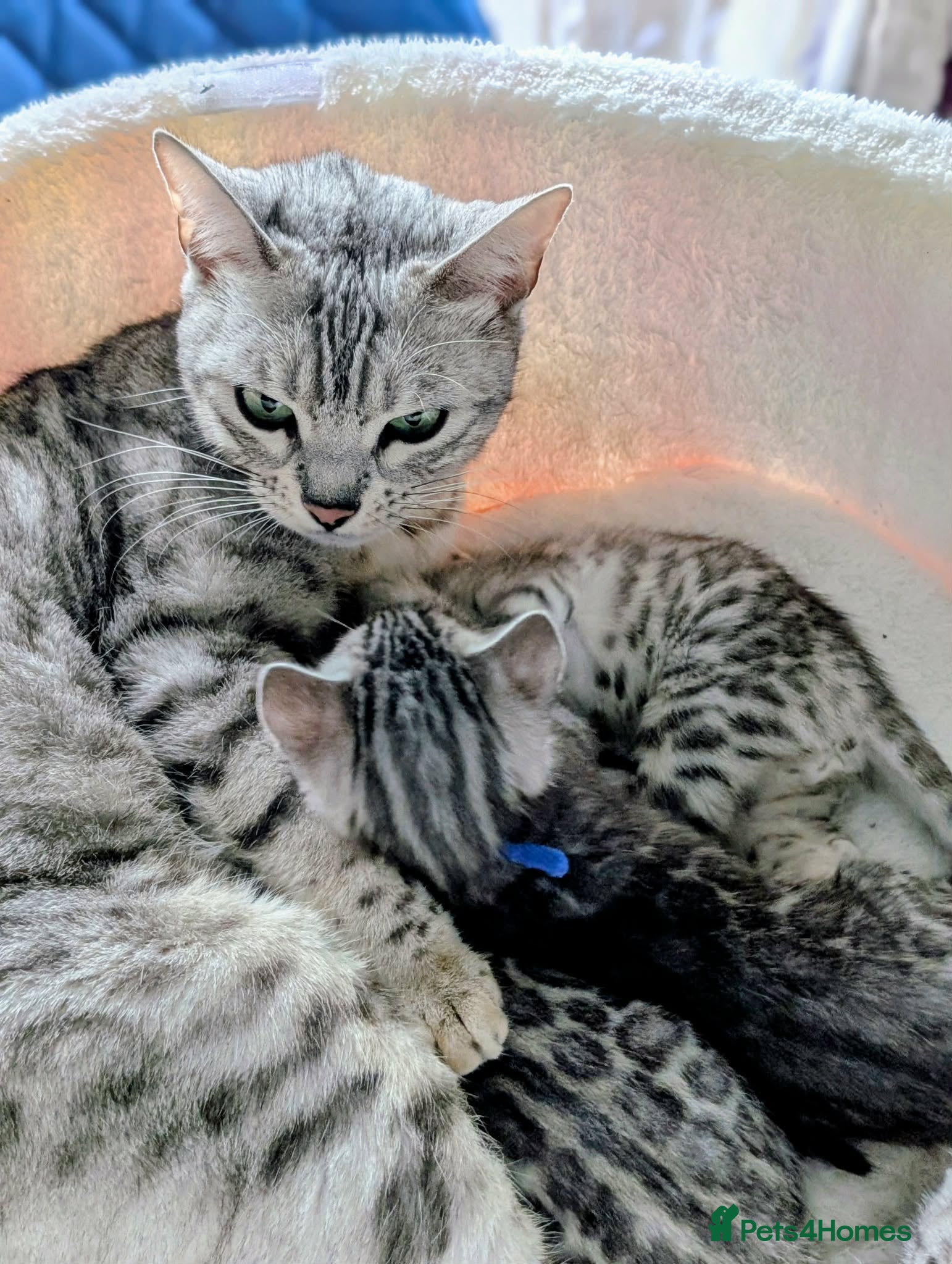 Bengal cats Beautiful Silver Bengal Kittens Ready soon - Advert 1