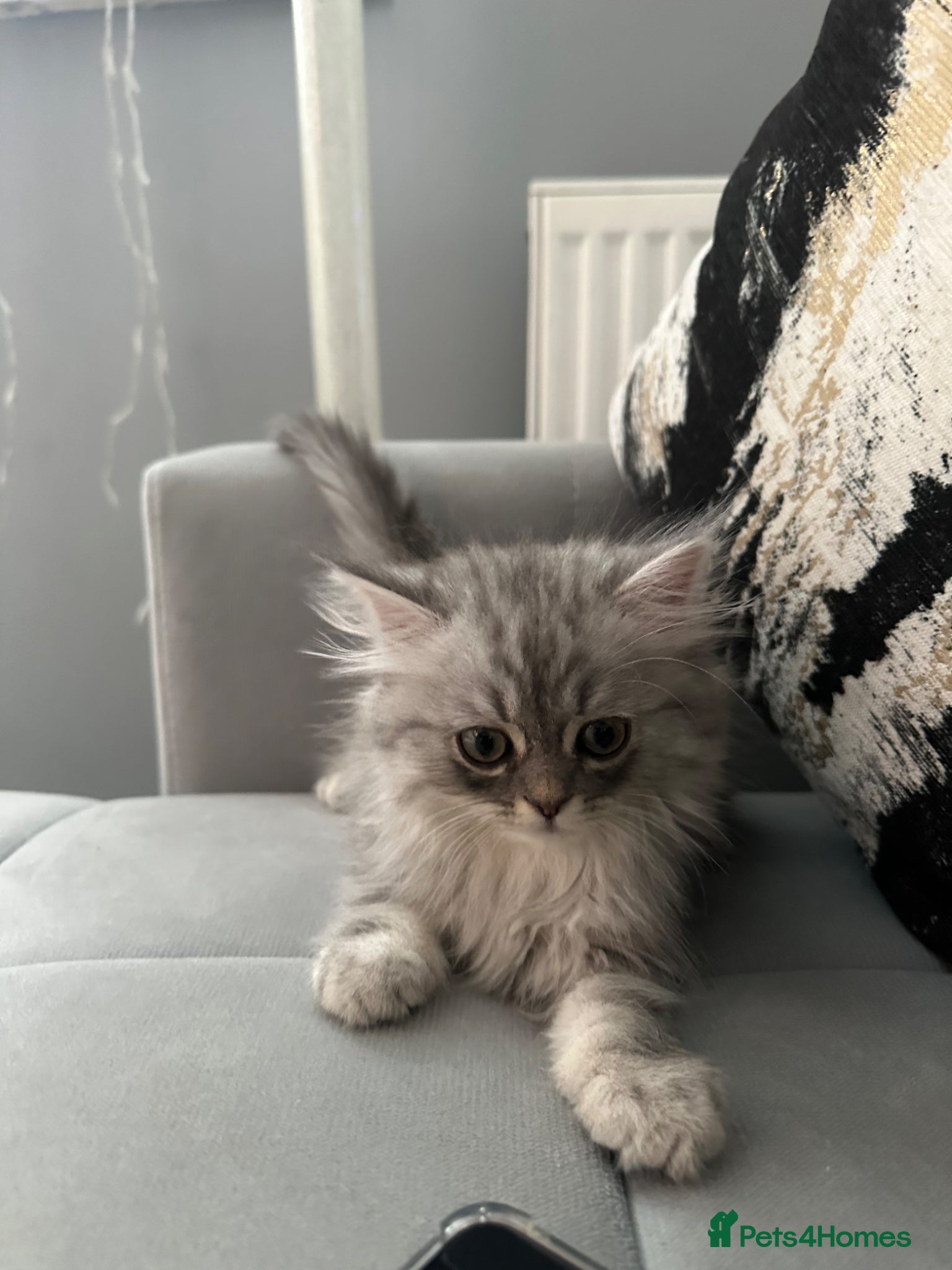 Persian cats for sale: Pure Persian long coat kitten’s - Advert 5