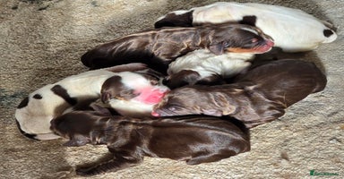 Sprocker dogs - Advert 3