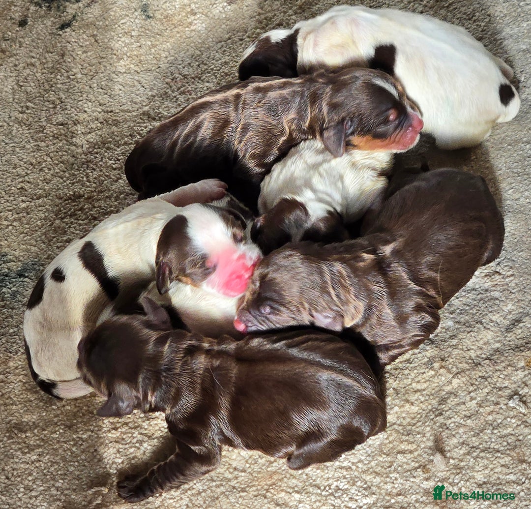 Sprocker dogs for sale: Beautiful sprocker spaniel puppies (5 left) - Image 2
