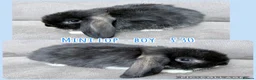 Mini Lop rabbits for sale: Mini Lop Rabbits - Advert 10