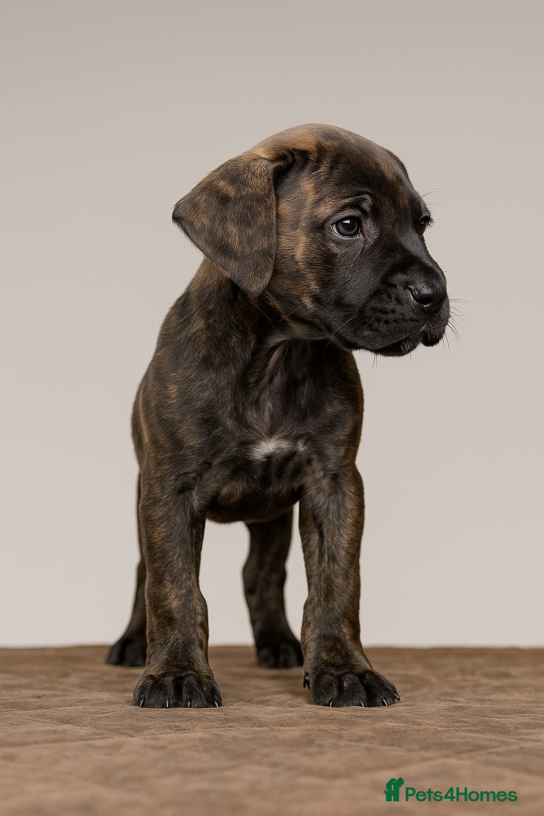 Cane Corso dogs for sale: Russian/Romanian cane corso pups Available  - Advert 4