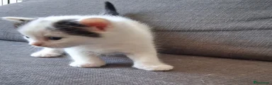 Maine Coon Kitten 2