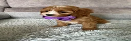 Cavapoo dogs for sale: Beautiful Red F1 Cavapoo Puppies - Advert 5