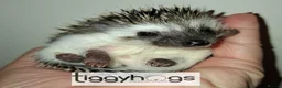 Pygmy Hedgehog rodents for sale: Ready from 9th may - 1 handsome Male - Advert 12