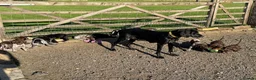 German Shorthaired Pointer dogs for sale: Liver Ticked & Spotted Boy in Huddersfield - Advert 5