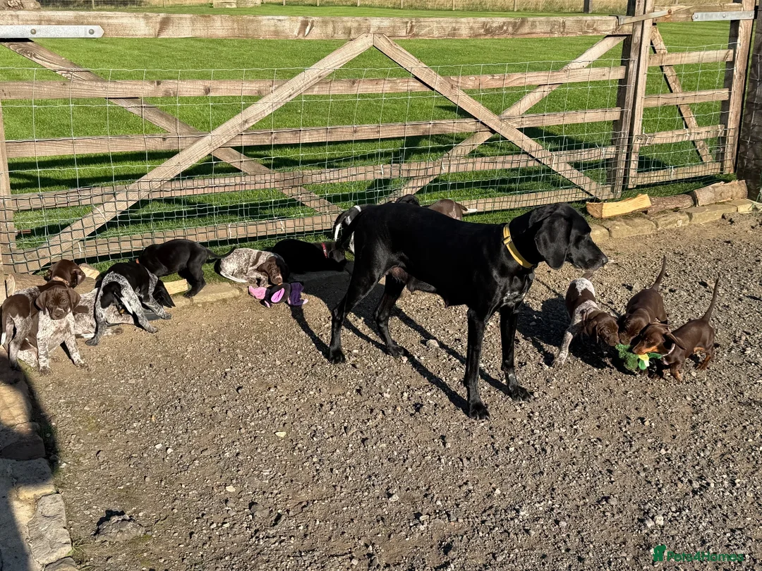 German Shorthaired Pointer dogs for sale: Liver Ticked & Spotted Boy in Huddersfield - Advert 5
