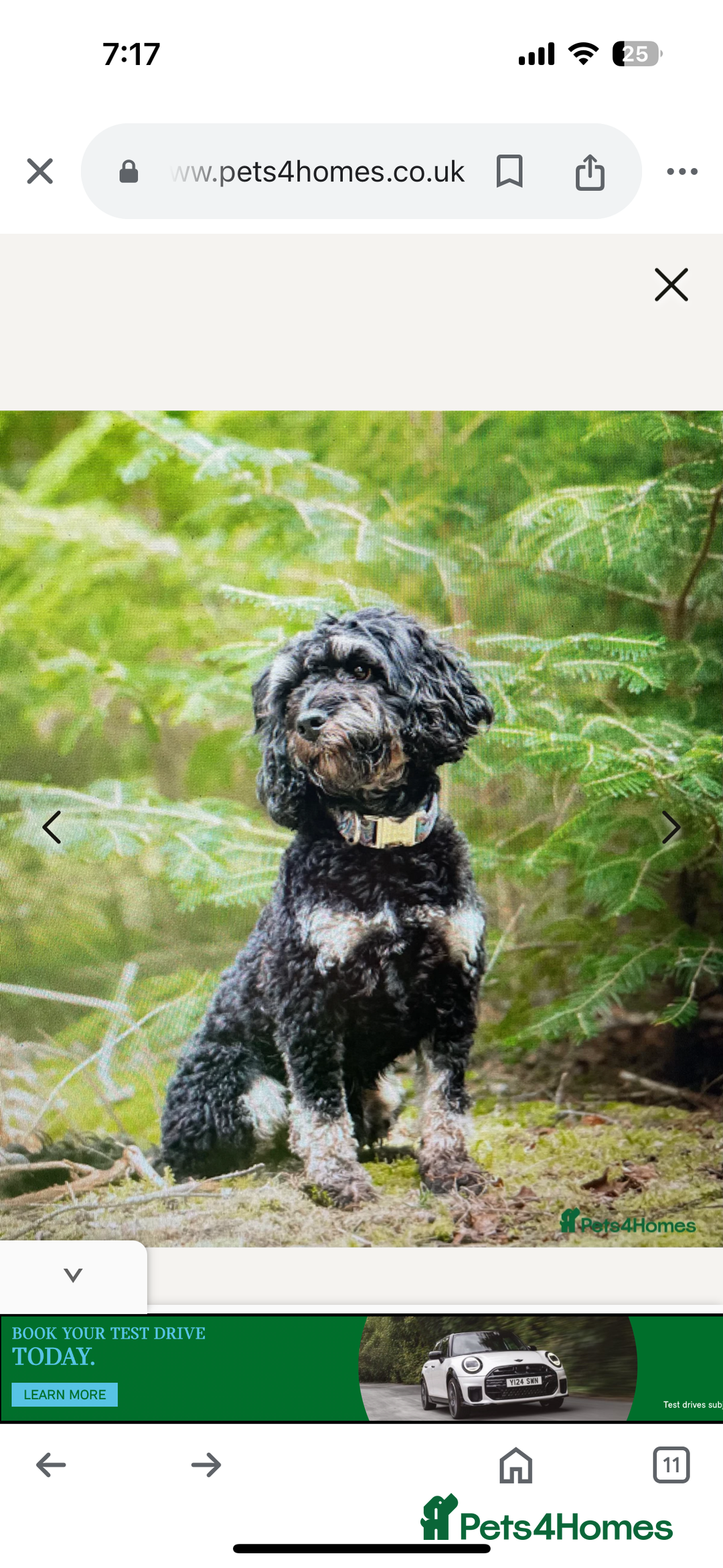 Cockapoo dogs for sale: F2 Cockapoo puppies - Image 8