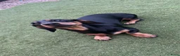 Dachshund dogs for sale: 10 month old miniature dauchand in Guisborough - Advert 3