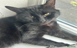 British Shorthair cats for sale: BLACK BRITISH SHORT HAIR CAT (comes with cat food) - Image 5