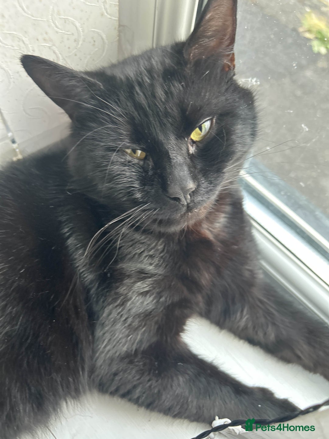 British Shorthair cats for sale: BLACK BRITISH SHORT HAIR CAT (comes with cat food) - Image 5
