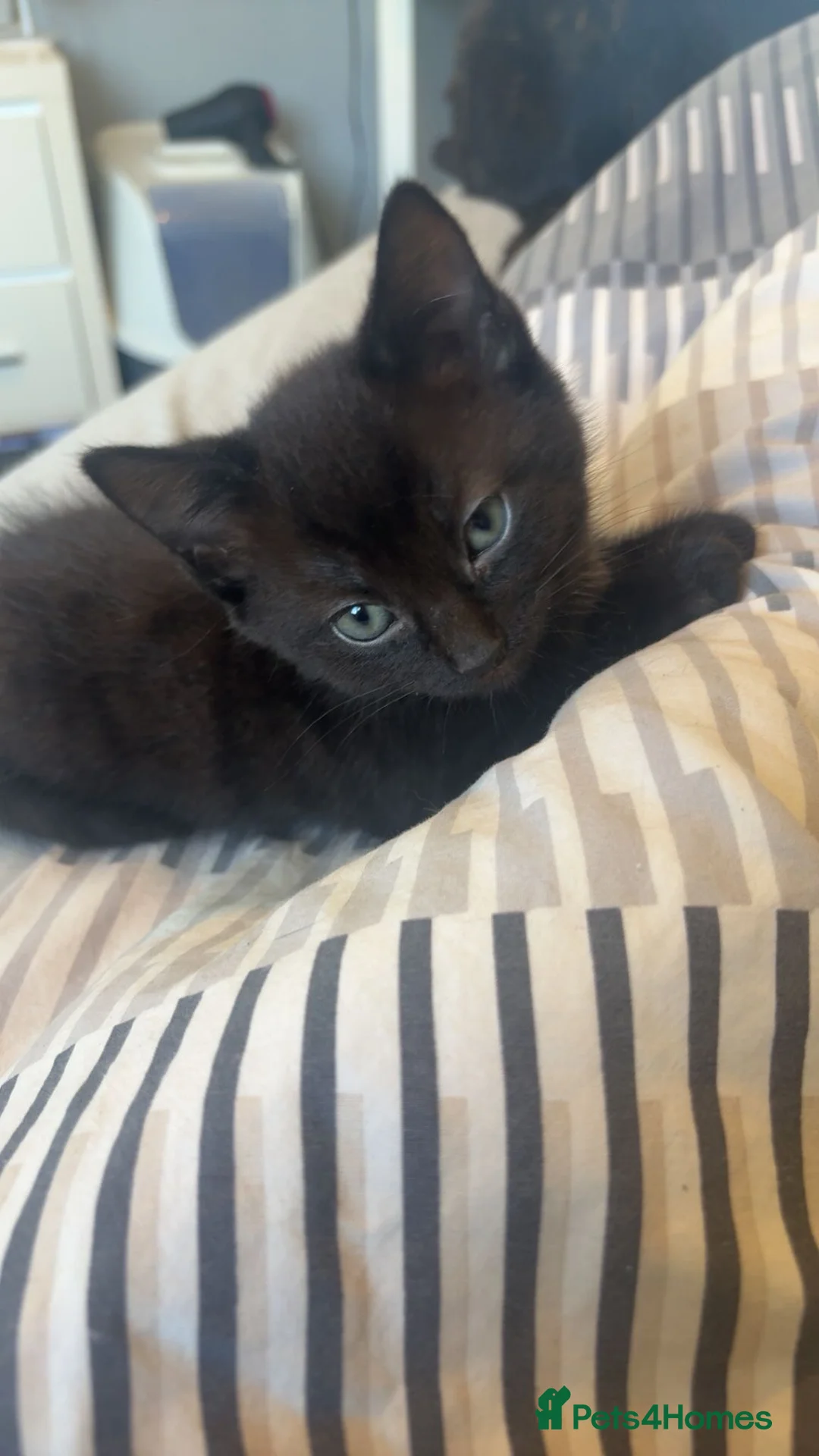 Mixed Breed cats for sale: Male/female kittens - Advert 2