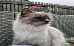 Ragdoll cats for sale: Ragdoll Kittens - Image 2
