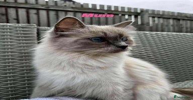Ragdoll cats - Advert 14