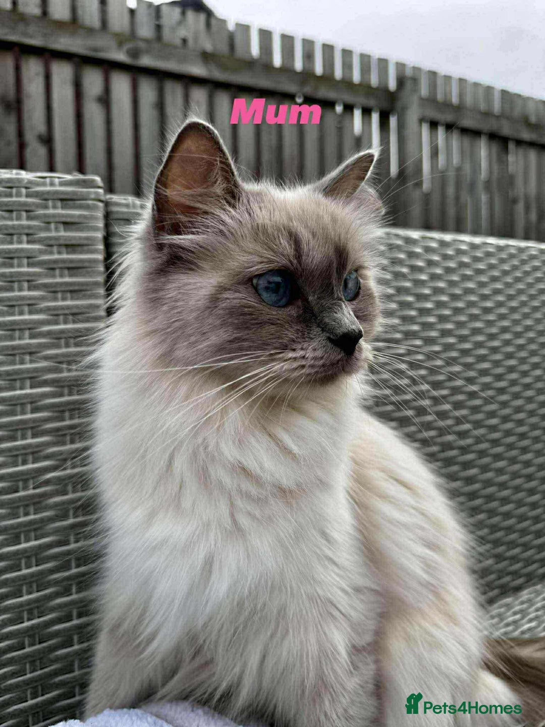 Ragdoll cats for sale: Ragdoll Kittens - Image 2
