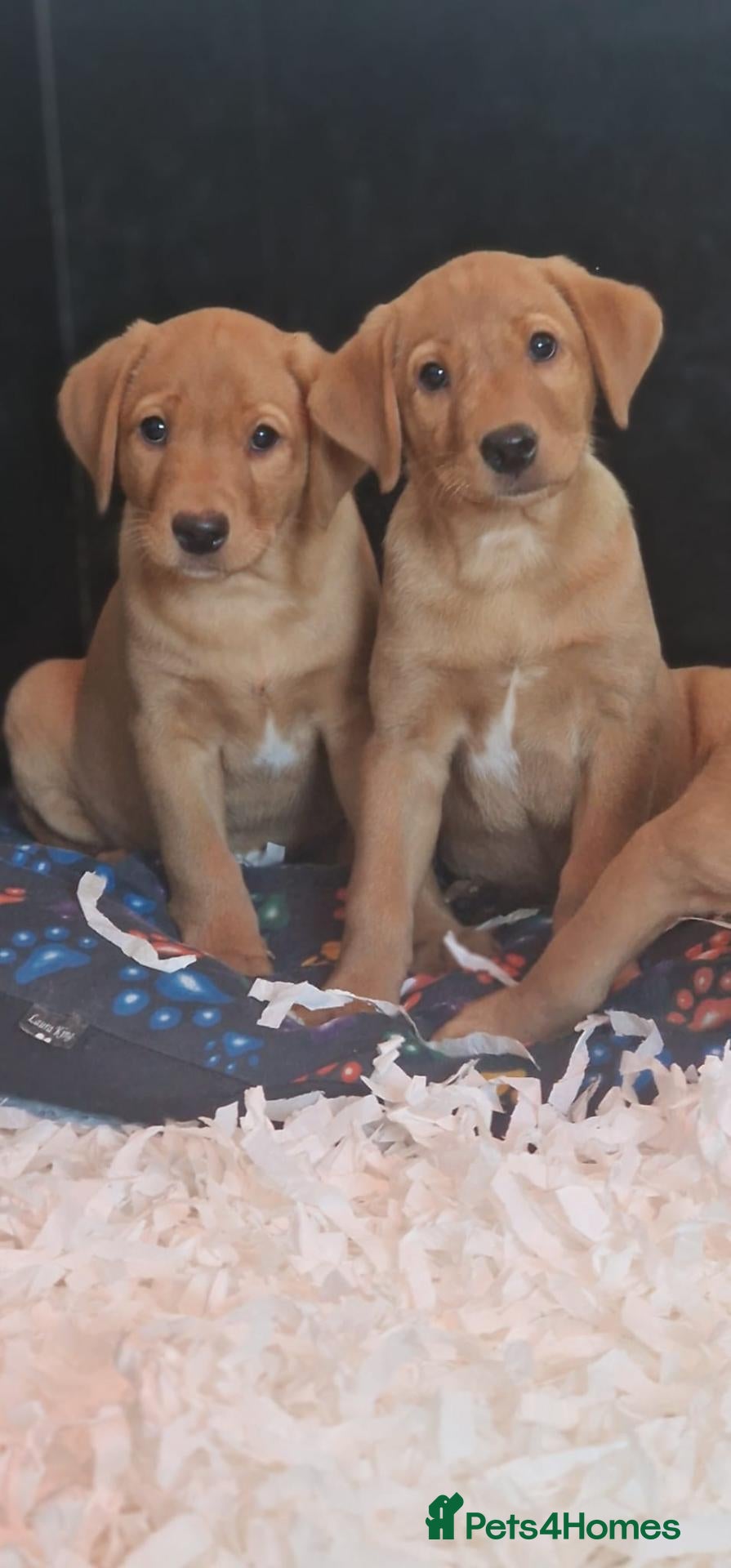 Labrador Retriever dogs KC Registered Labrador Puppies – 2 Boys Left - Advert 1