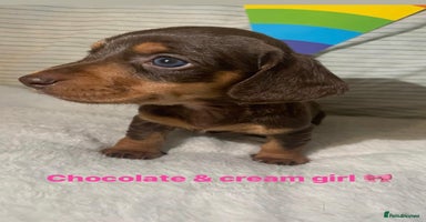 Miniature Dachshund dogs - Advert 3