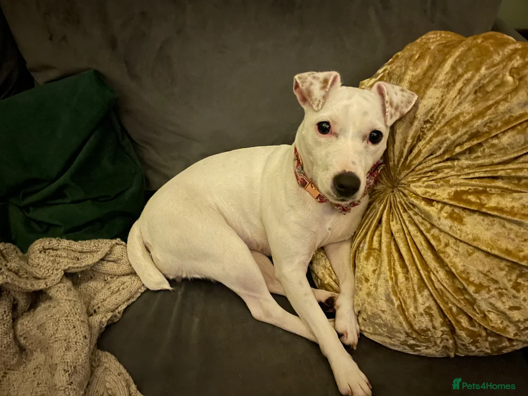 Parson Russell dogs for sale: Beautiful Parson Russell with unusual markings - Advert 1